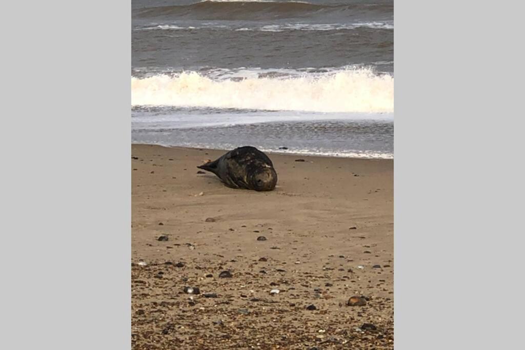 Dog Friendly Cottage 2 Mins To Beach With Hot Tub And Zappi Ev Lessingham 外观 照片
